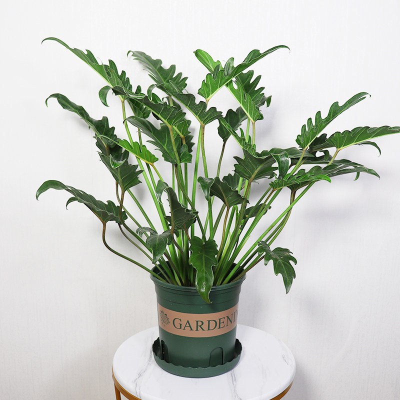 小天使绿植盆栽室内北欧欧风桌面四季常绿养活绿植