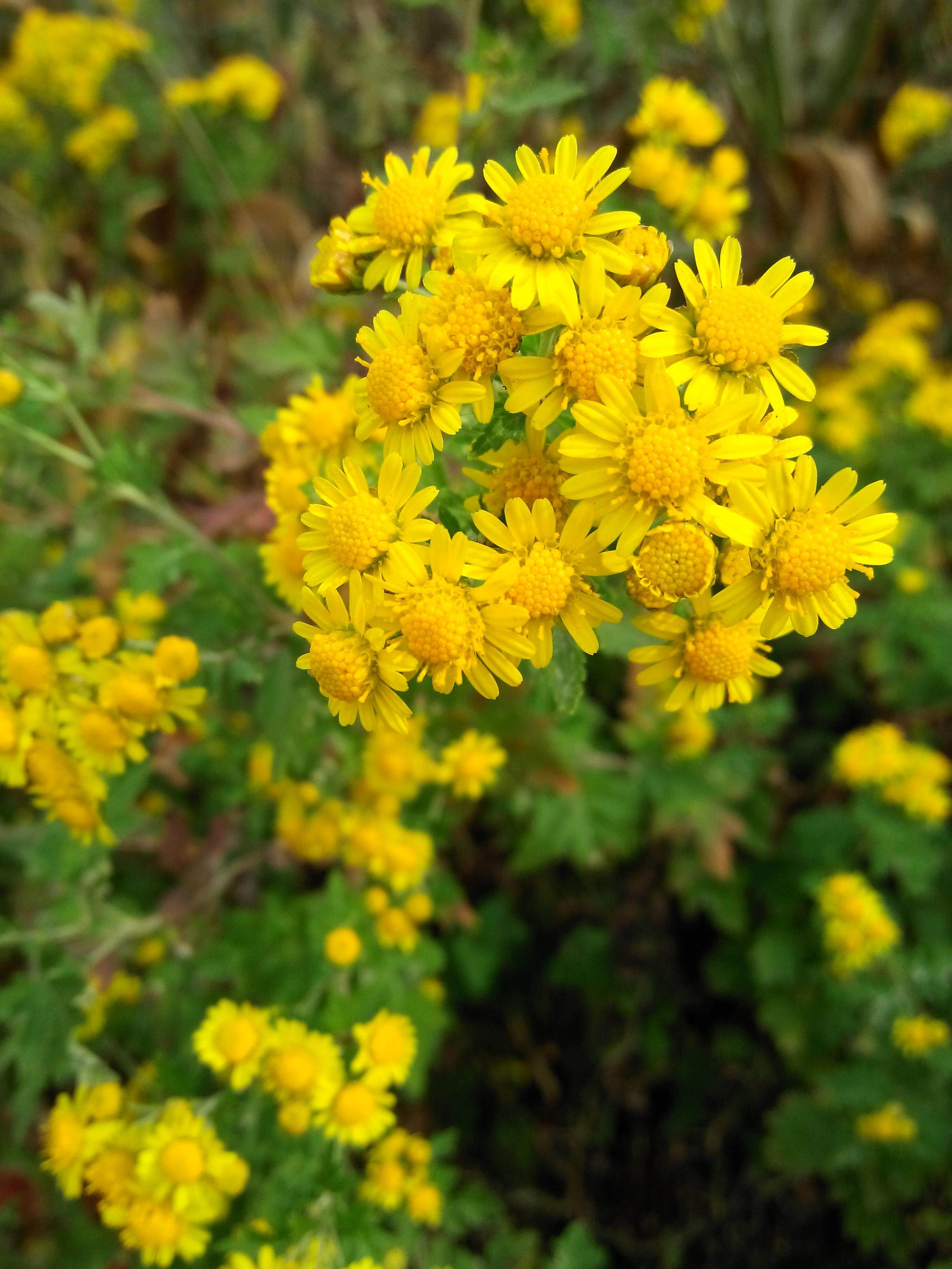 天然神农香菊单方精油野菊花甘菊还原香水调香单方精油