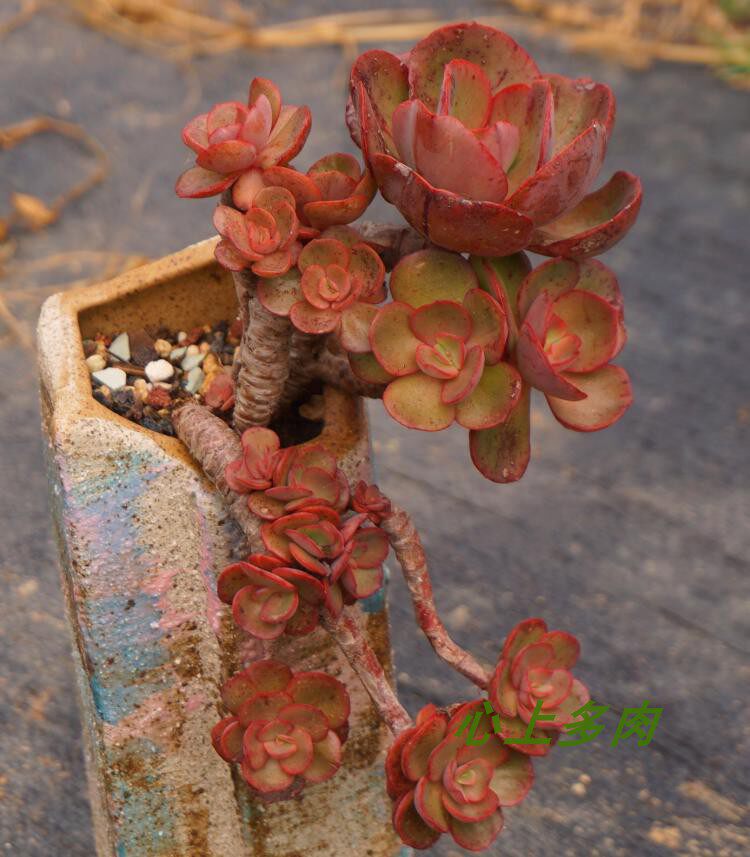 多肉植物秀妍悬崖桩无砍粗桩造型老桩一物一拍多肉植物