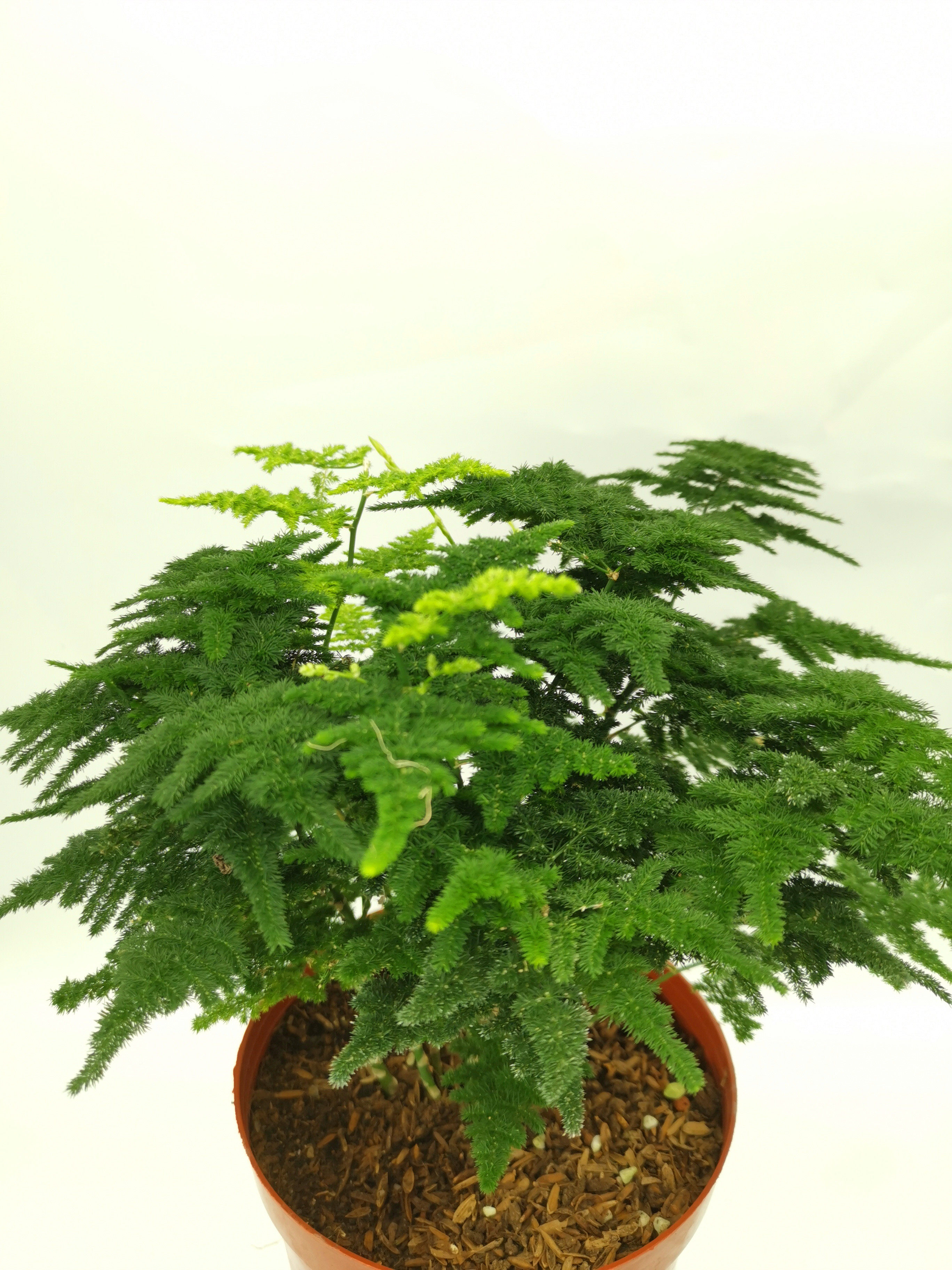 唐山矮生文竹云松松竹办公办公室室内好养绿植时令草本花卉