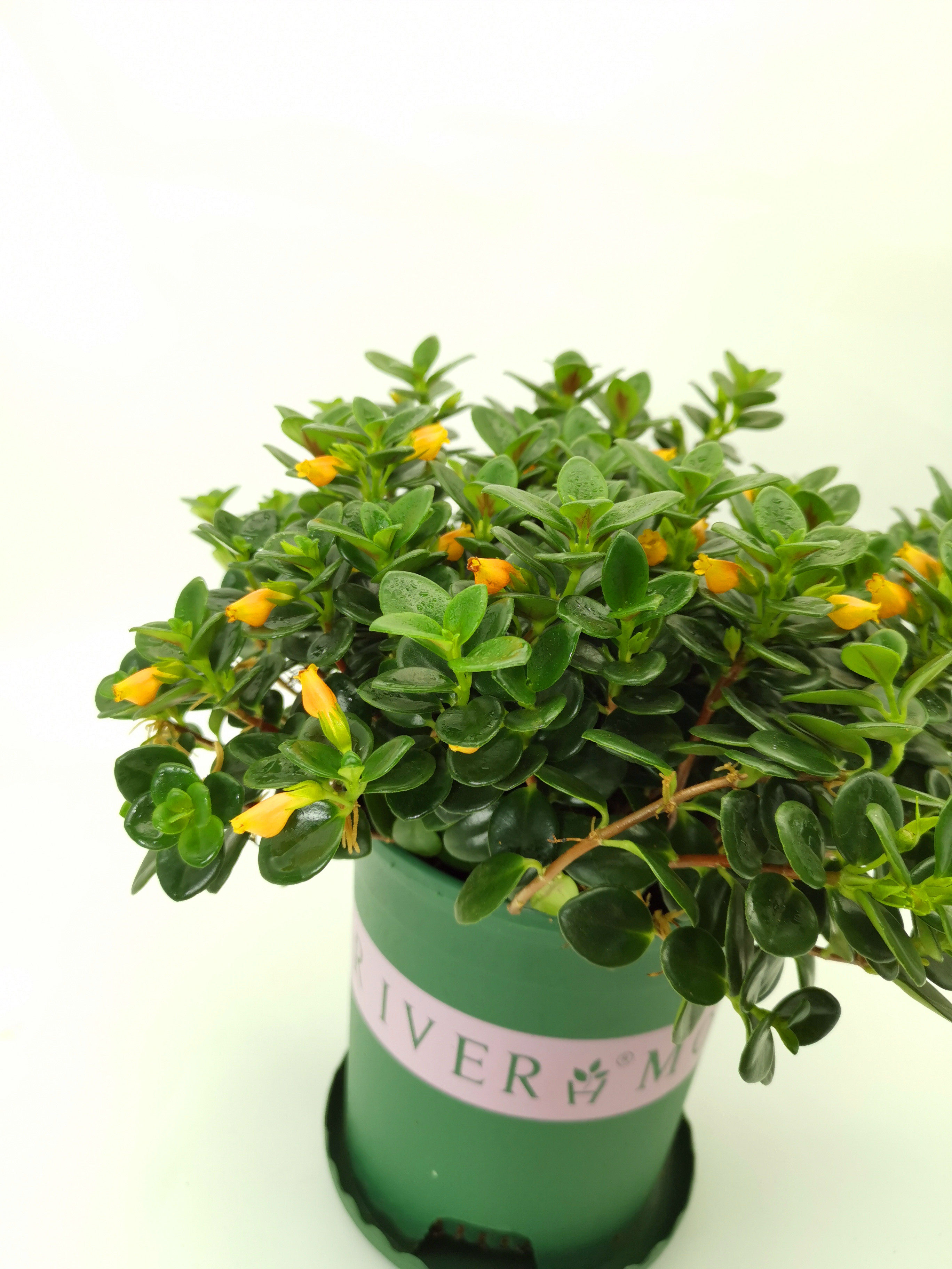 金鱼花办公室好养不断开花四季花卉垂吊阳台室内时令草本花卉