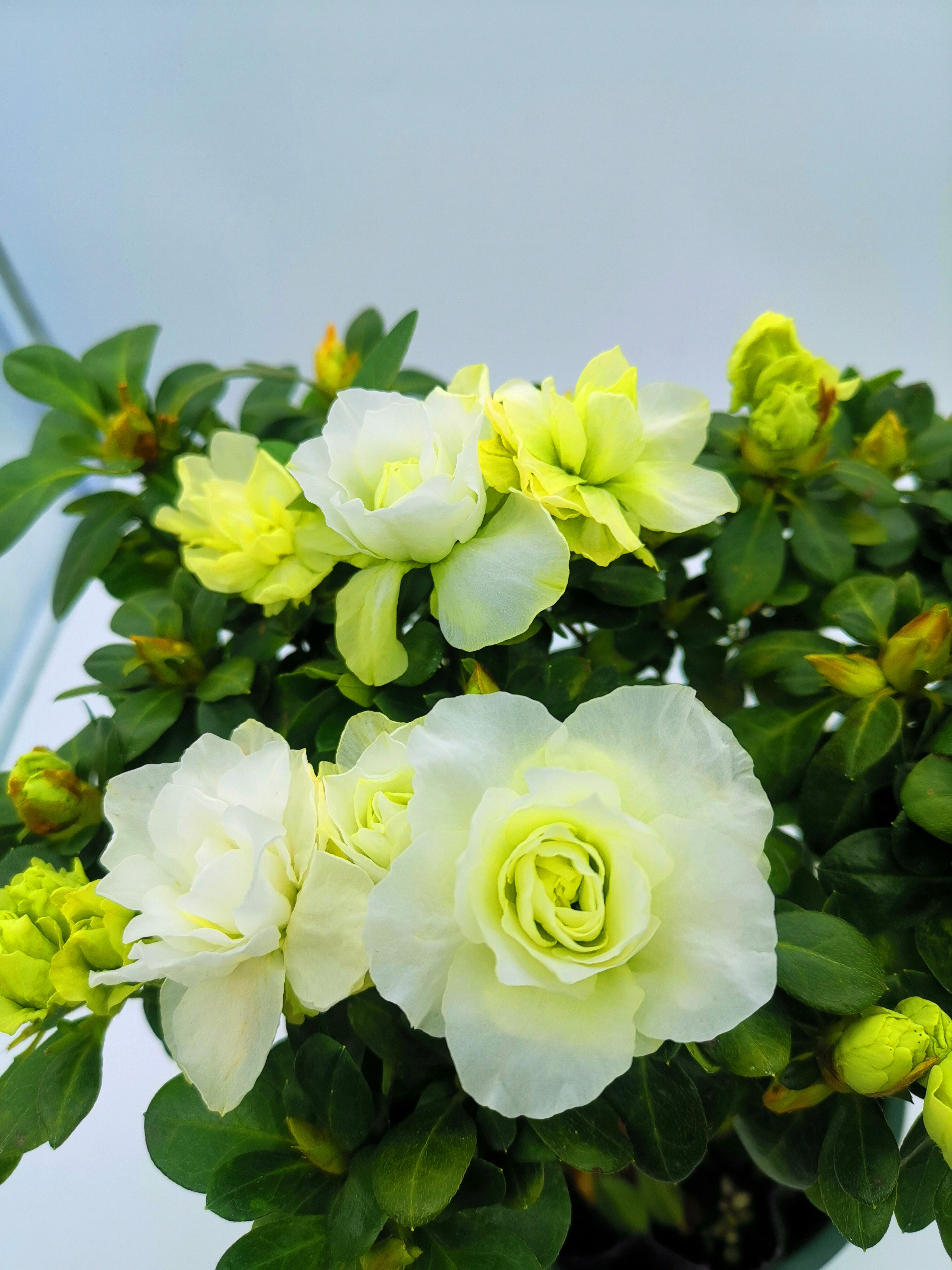 小五五宝杜鹃花白色玫瑰玫瑰花花瓣型花苞四季开花花卉