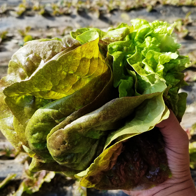 一份包邮新鲜韩国生菜紫色韩式生菜包饭包肉烤肉店新鲜蔬菜叶现摘