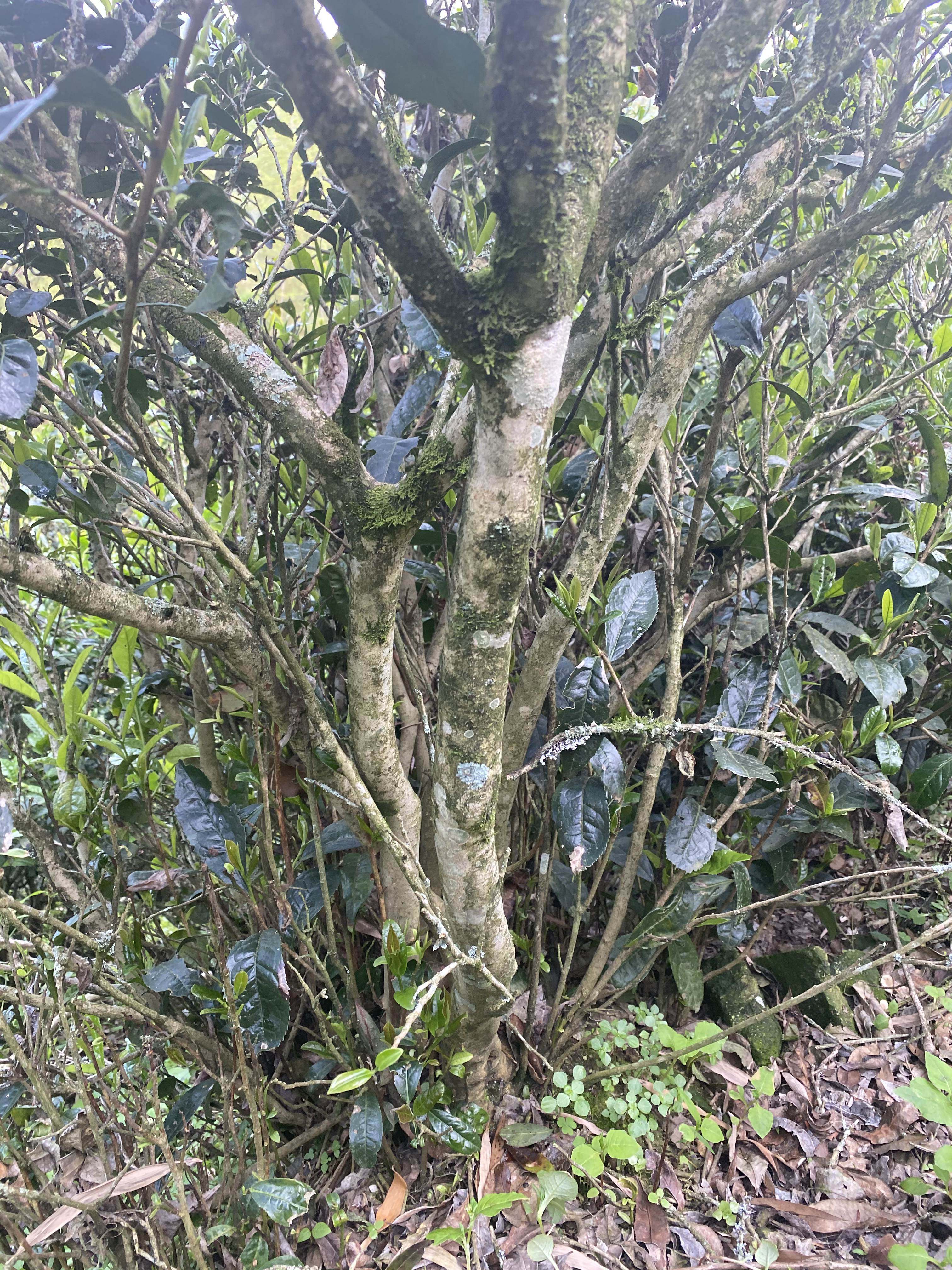 老枞红茶150g武夷山桐木保护区核心产区正山小种正山小种