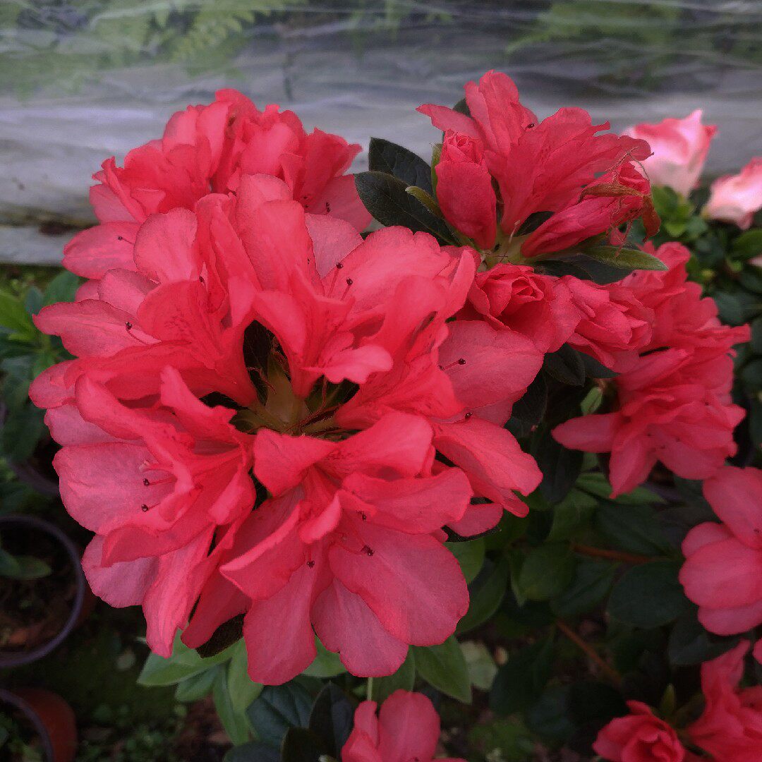 满堂红东鹃杜鹃花红珊瑚耐寒庭院窗台绿植花卉时令草本花卉