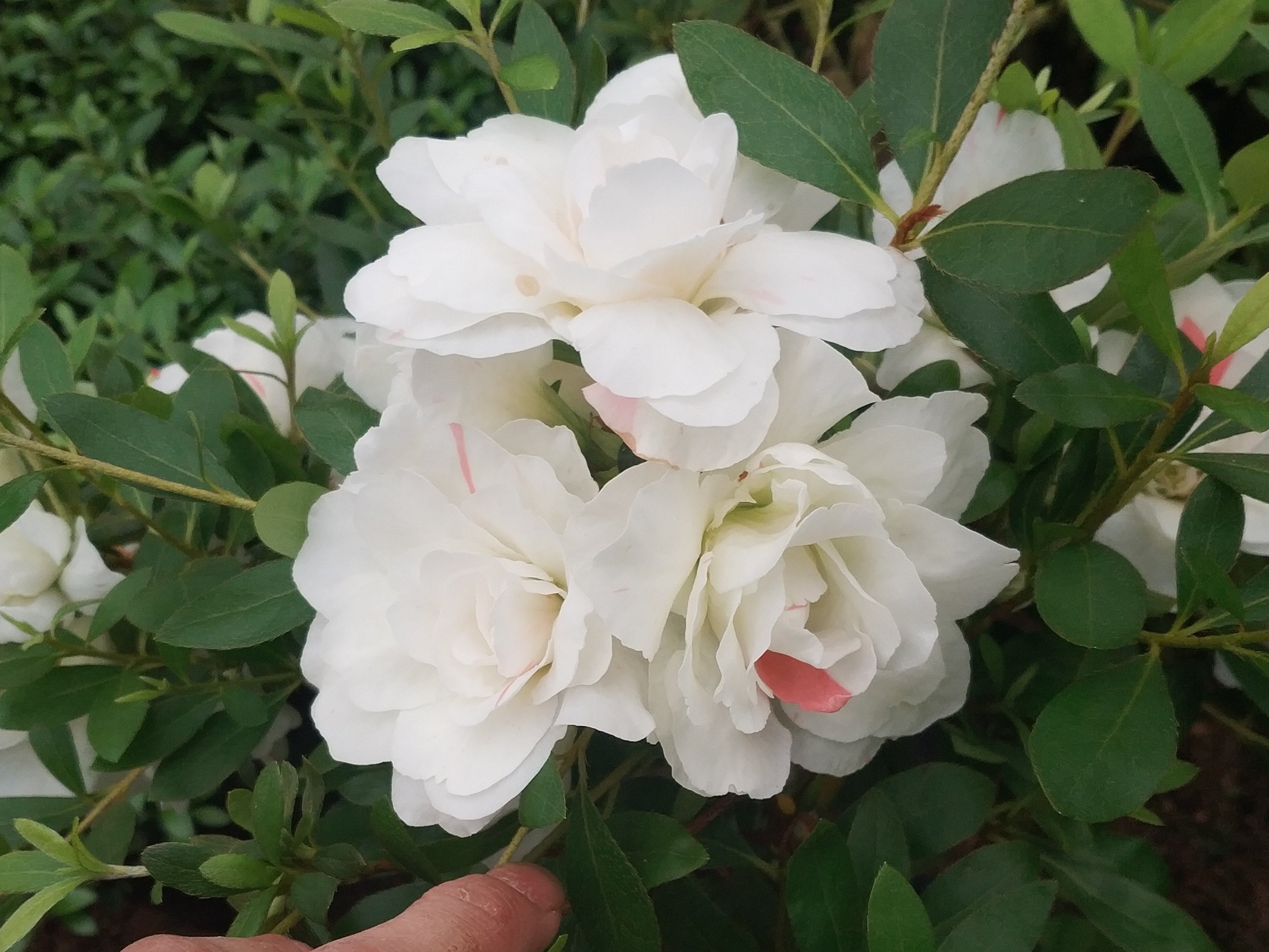 盆栽日本皋月绢之舞杜鹃花 夏鹃五宝绿珠 丹东五宝珠杜鹃花