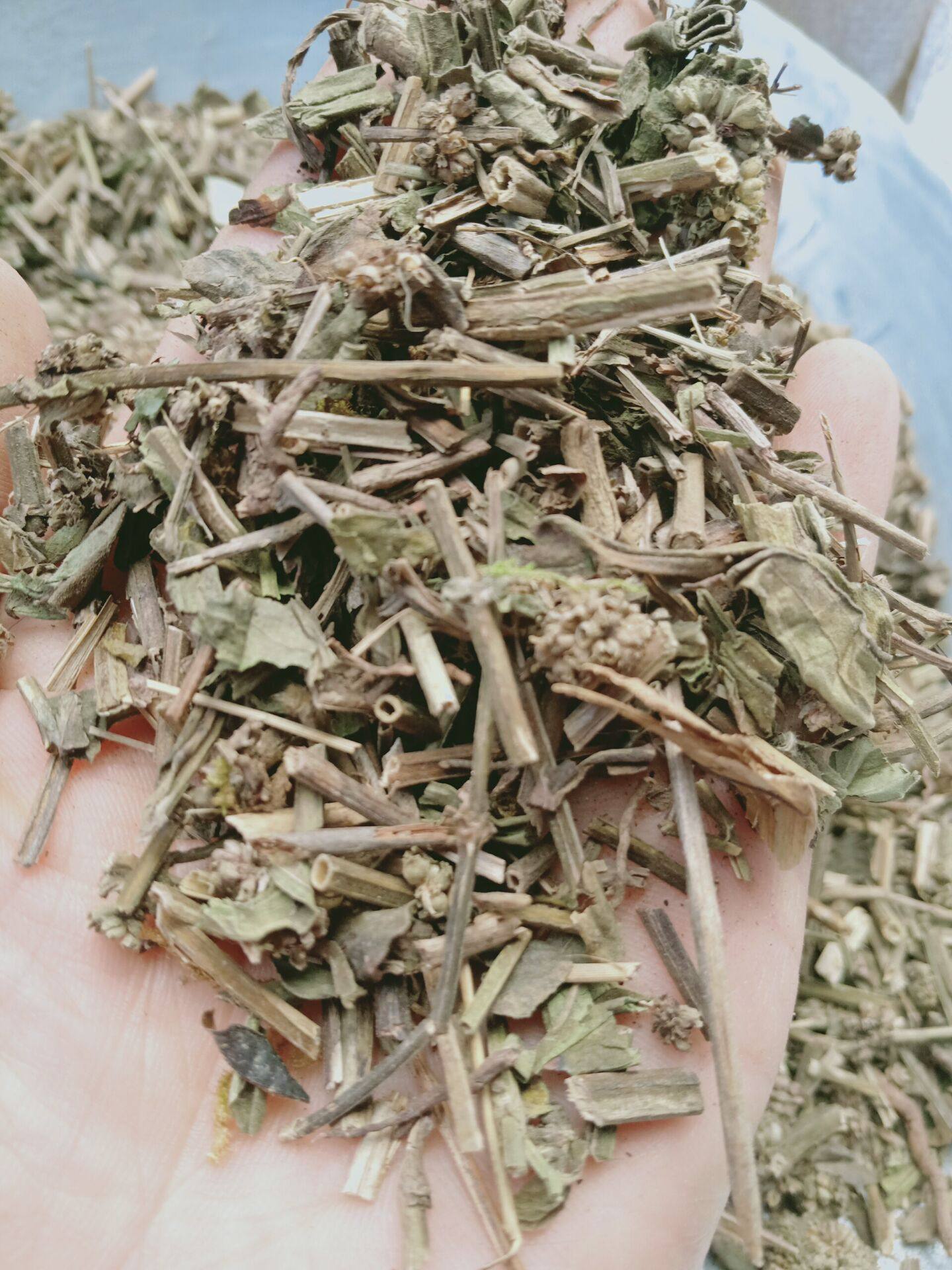 中药材麝香草毛麝香500克包邮麝香草饼草蓝花草毛射香五凉草