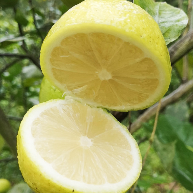 四川安岳天然野生青柠檬新鲜薄皮有机健康孕妇水果丑果5斤包邮