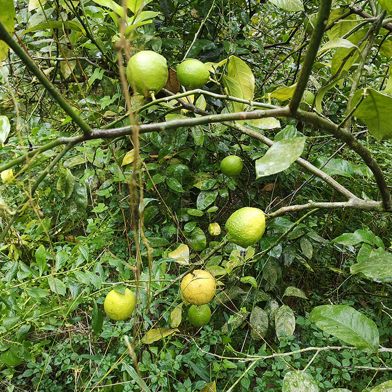 四川安岳天然野生青柠檬新鲜薄皮有机健康孕妇柠檬