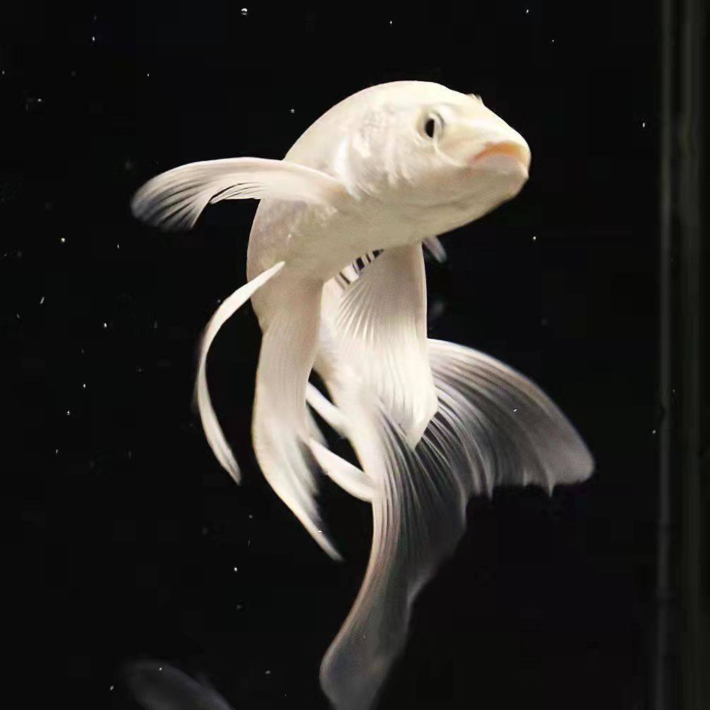 龙凤锦鲤活鱼纯种长尾白金白金龙冷水淡水鱼好养鱼