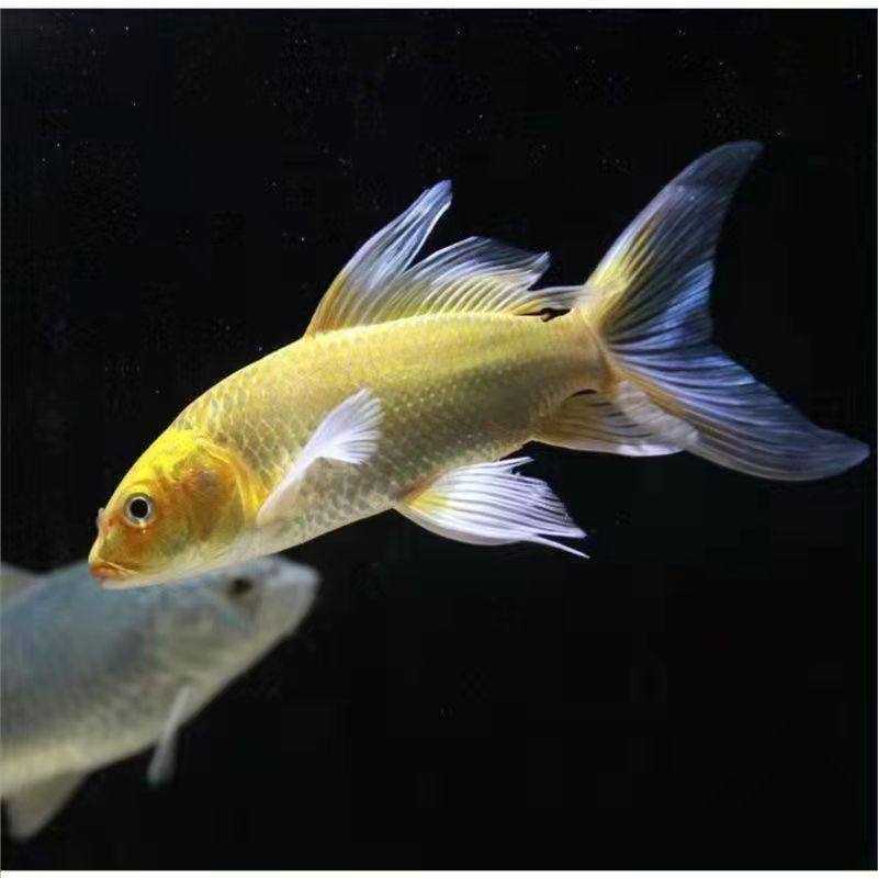 龙凤锦鲤活鱼纯种长尾白金白金龙冷水淡水鱼好养鱼