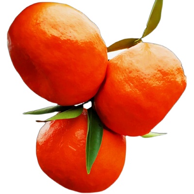 酸甜口感红橘重庆万州古红橘柑四川红袍水果陈皮桔子