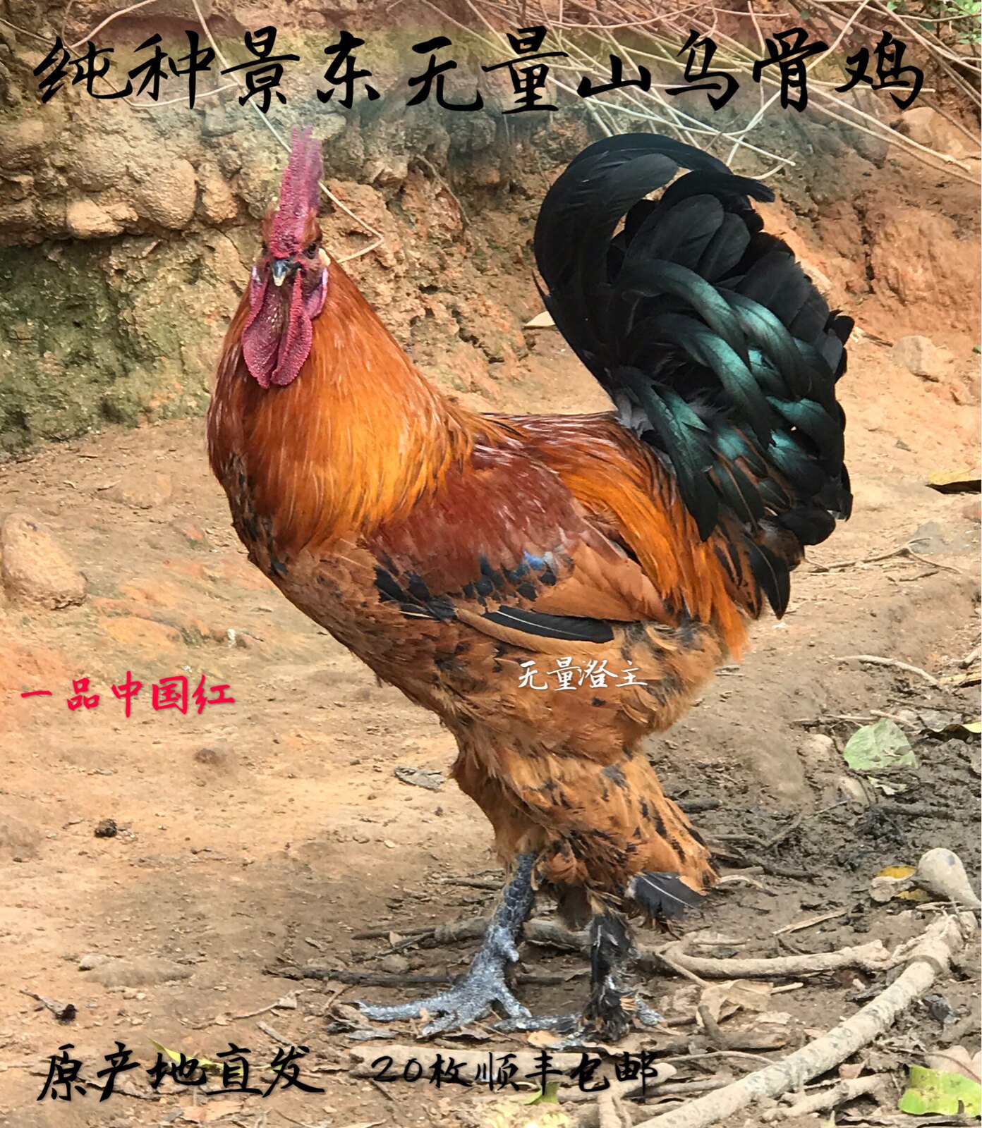 纯种云南无量山乌骨鸡种蛋大种毛脚鸡彝家哀牢山土鸡鸡蛋