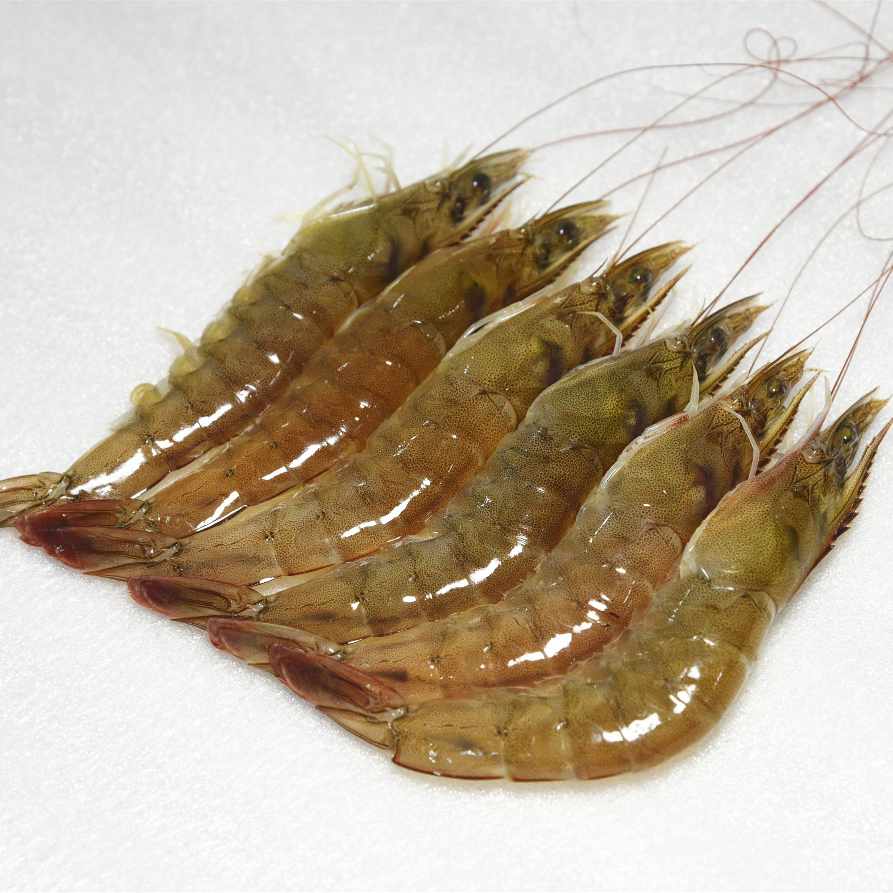 鲜活基围海鲜水产海渤海湾大虾新鲜对虾青虾海虾冻虾