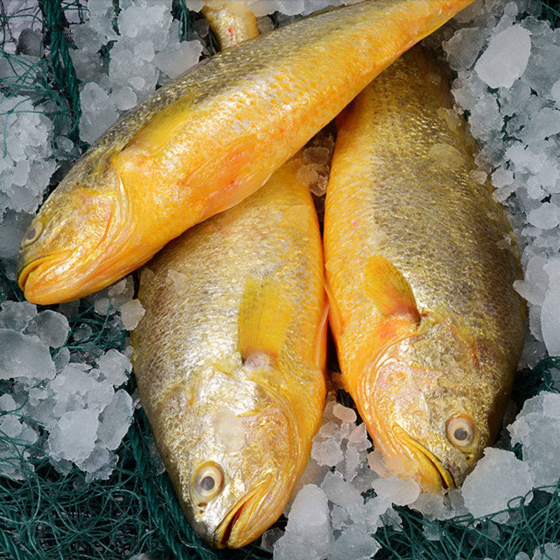 大黄鱼黄花鱼大生生鲜新鲜鲜活冷冻当天天海宁波淡水鱼类