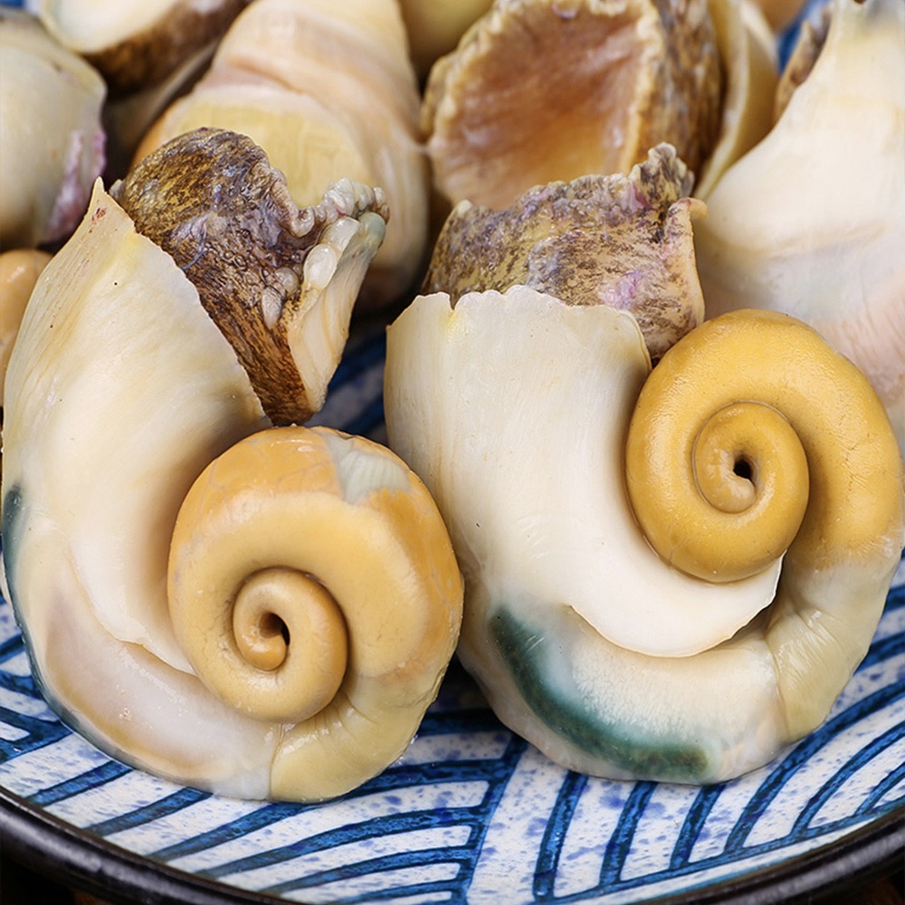 海螺香螺响螺超大宁波舟山野生食用新鲜贝壳淡水鱼类