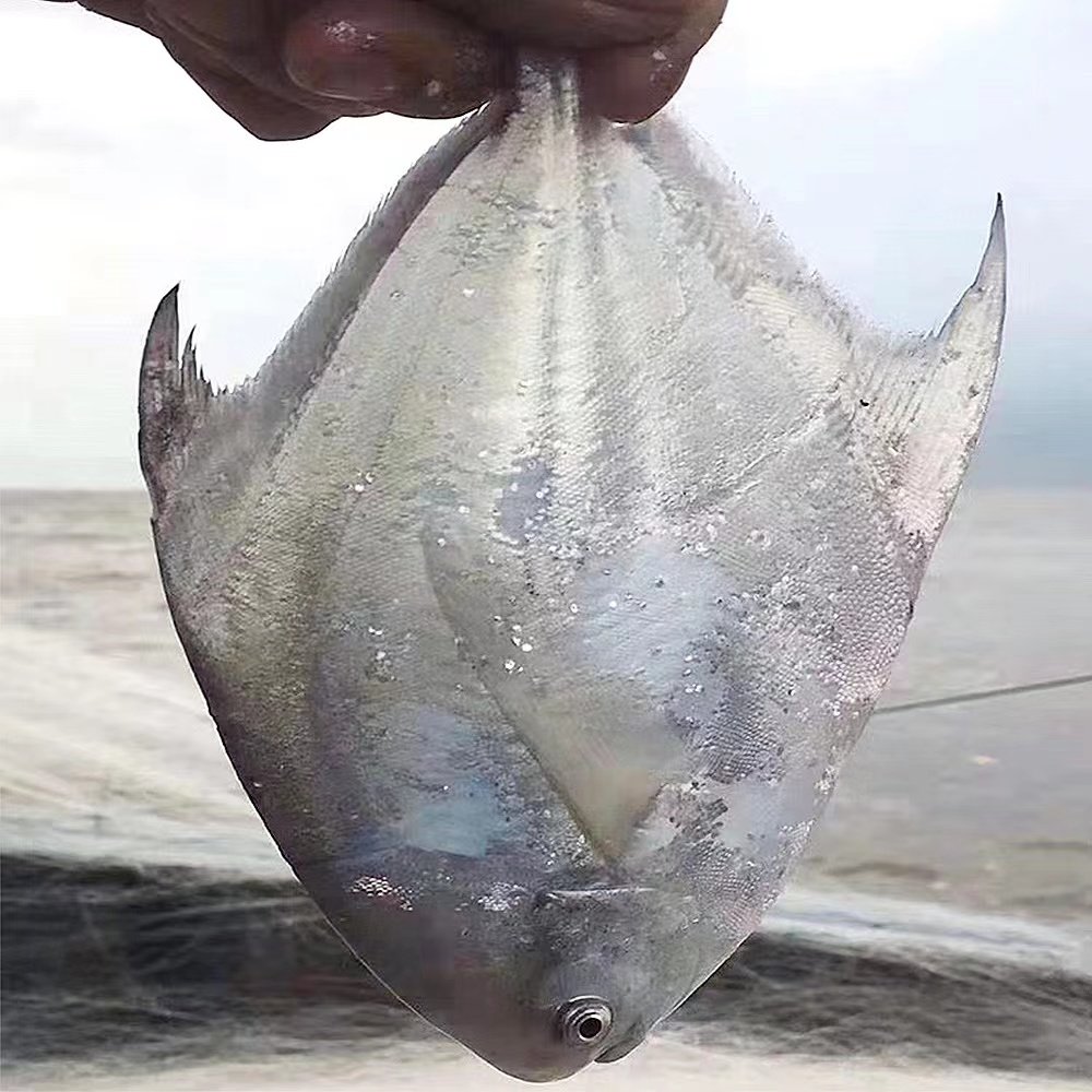 鲳鱼超大新鲜冷冻特大鳊鱼宁波舟山海鲜水产冷冻鱿鱼