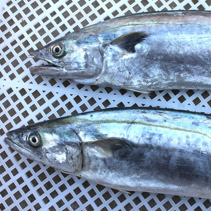 4斤冷冻燕鲅鲜活饺子鲅鱼包饺子海鱼野生马鲛鱼马鲛鱼