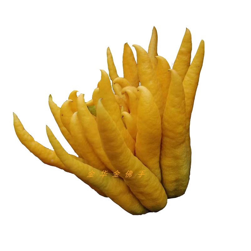 特大金华佛手五指鲜果柑香橼瓜橘膏观赏闻香佛手果