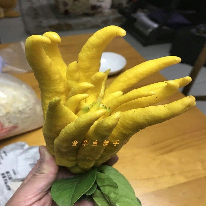 带枝水养金华佛手五指鲜果瓜香农家现摘摆放佛手果