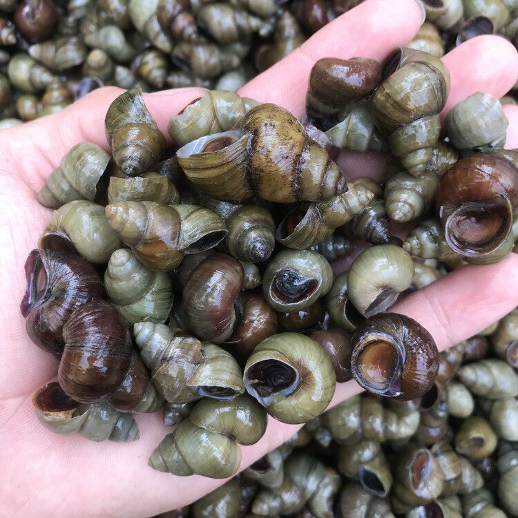 田螺1件5斤正宗鲜活清水打捞活体螺丝国内泥螺