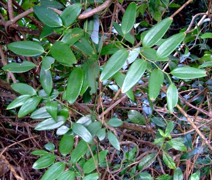 广西深山老林野生新鲜菝葜铁刺苓金刚刺可切片2斤包邮