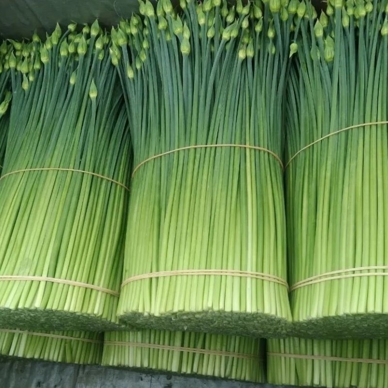 2022年新鲜韭苔农家自种现摘现发韭菜菜苔蔬菜其它