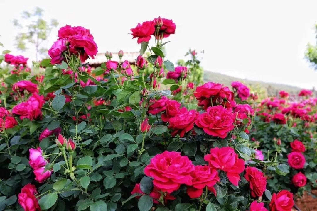 云南特产 当天现摘食用新鲜滇红玫瑰鲜花瓣特级2斤包邮不苦涩无糖