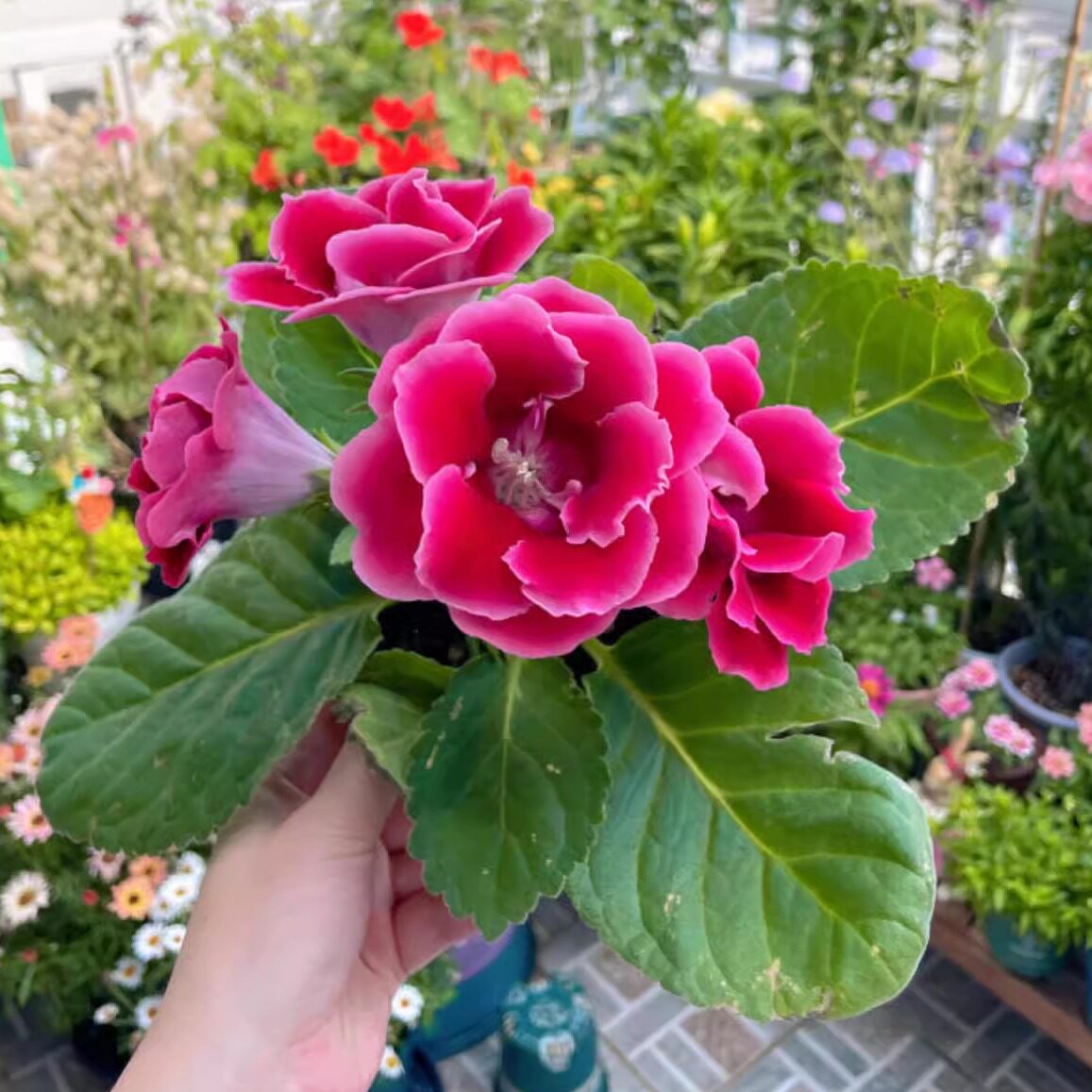 大岩桐重瓣带花盆栽四季开花