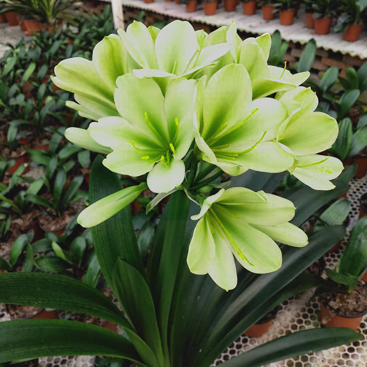 绿花君子兰苗平尾立板国兰黄花异花白花室内绿植时令草本花卉