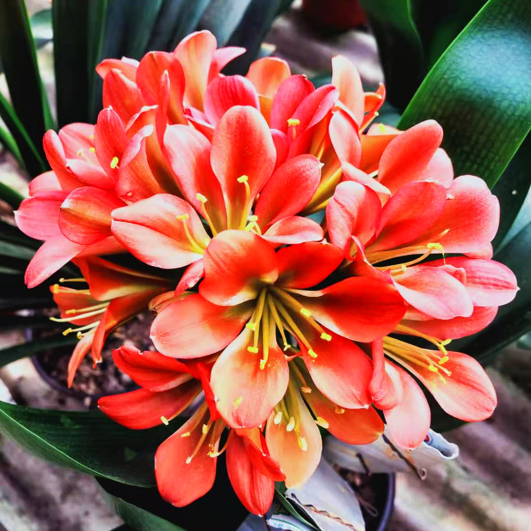 君子兰精品红花绿心黑金刚花色绿植黑花栽好包顺丰时令草本花卉