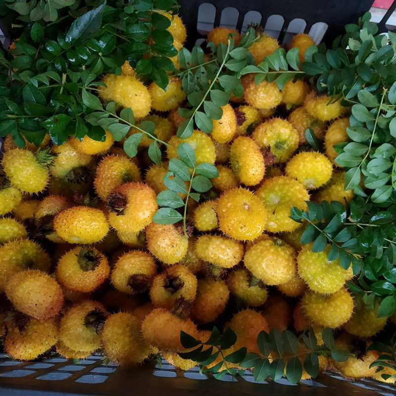 刺梨野生新鲜果刺现摘vc果泡特级5斤装其它干货