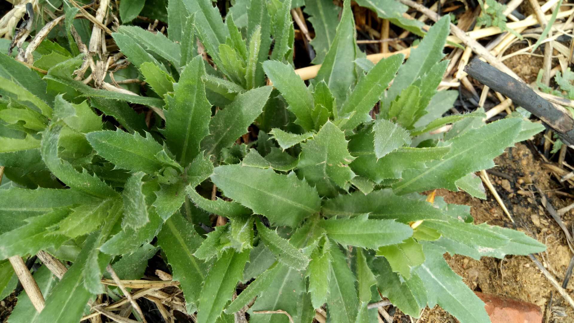 草本植物—刺菜蓟_百科TA说