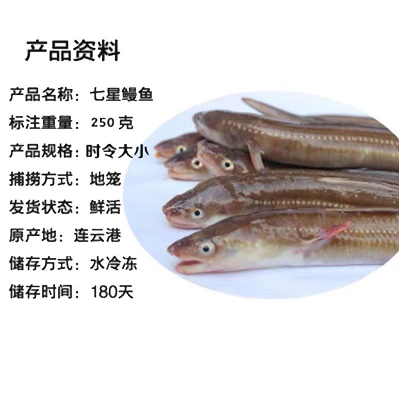 鲜活沙鳗鱼野生七星鳗鱼新鲜海鳗鱼星鳗鱼海鳝鱼海鲜水产1斤3-5条