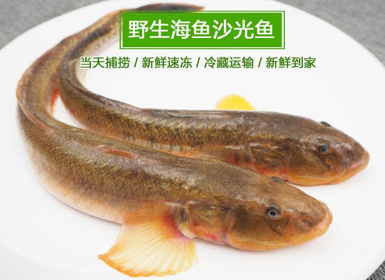 大野野生鲜活沙光连云港海鲜新鲜小龙龙鱼海鲶鱼其它