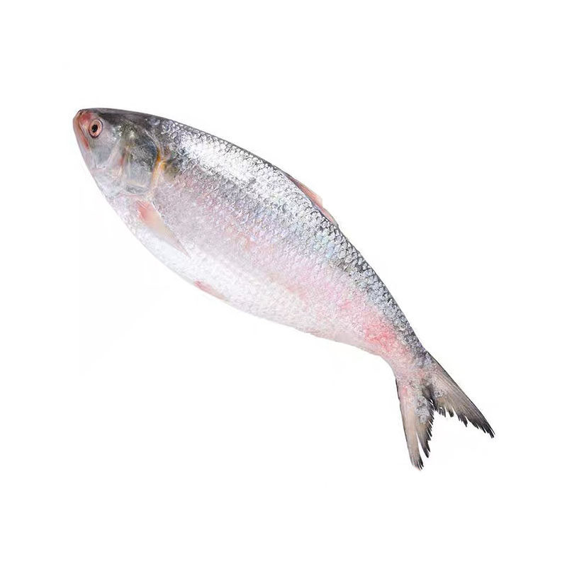 新鲜鲜活鲥鱼野生海鲫鱼一斤4-5条左右鱼类海鱼其它