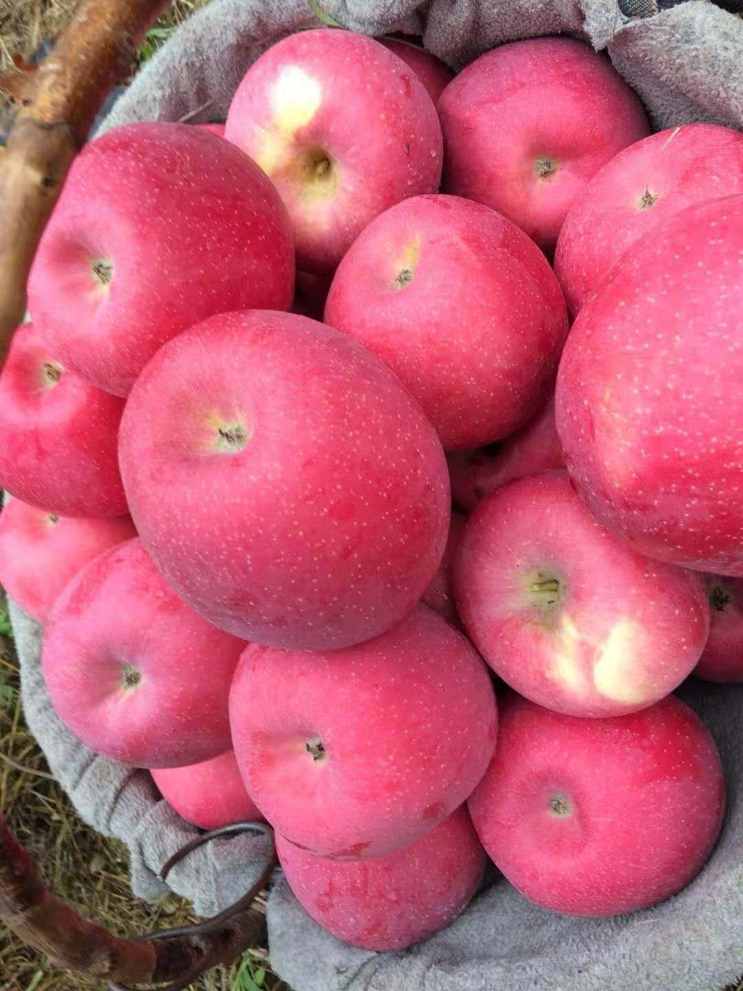 精选壶口苹果水果新鲜当季特级大果酥脆陕西苹果