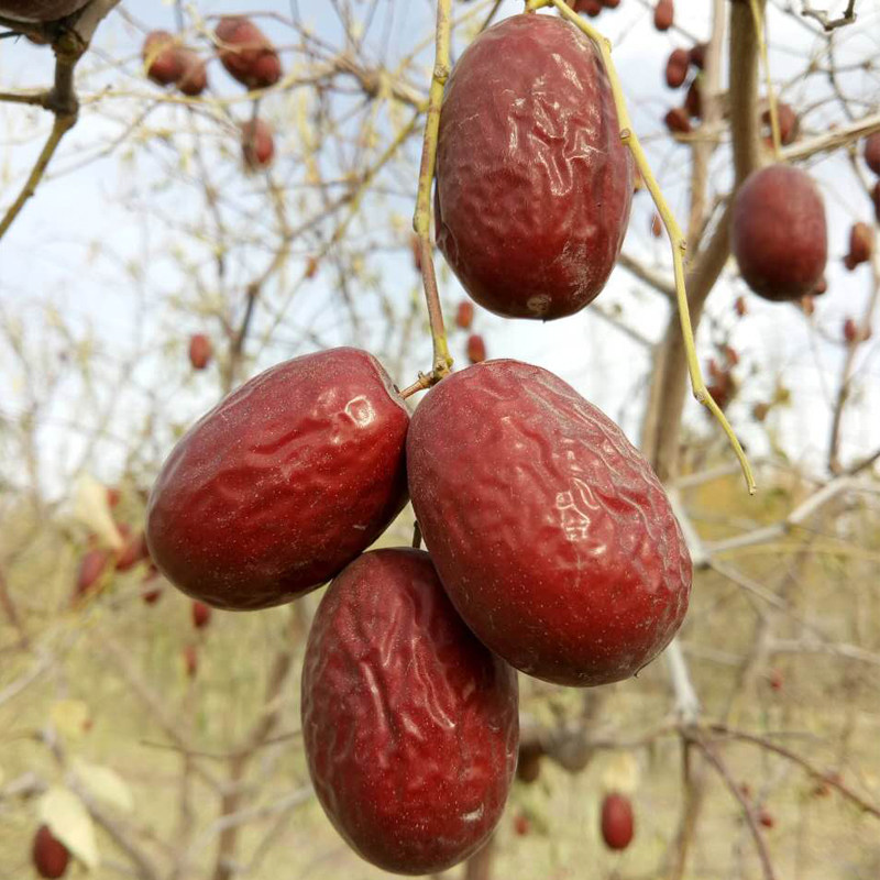 2019年3斤新枣 新疆若羌灰枣原生态带土吊干枣孕妇零食包邮