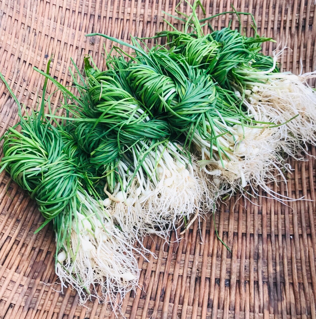 贵州正宗野生新鲜野葱野菜独根蒜薤小根蒜小叶菜类