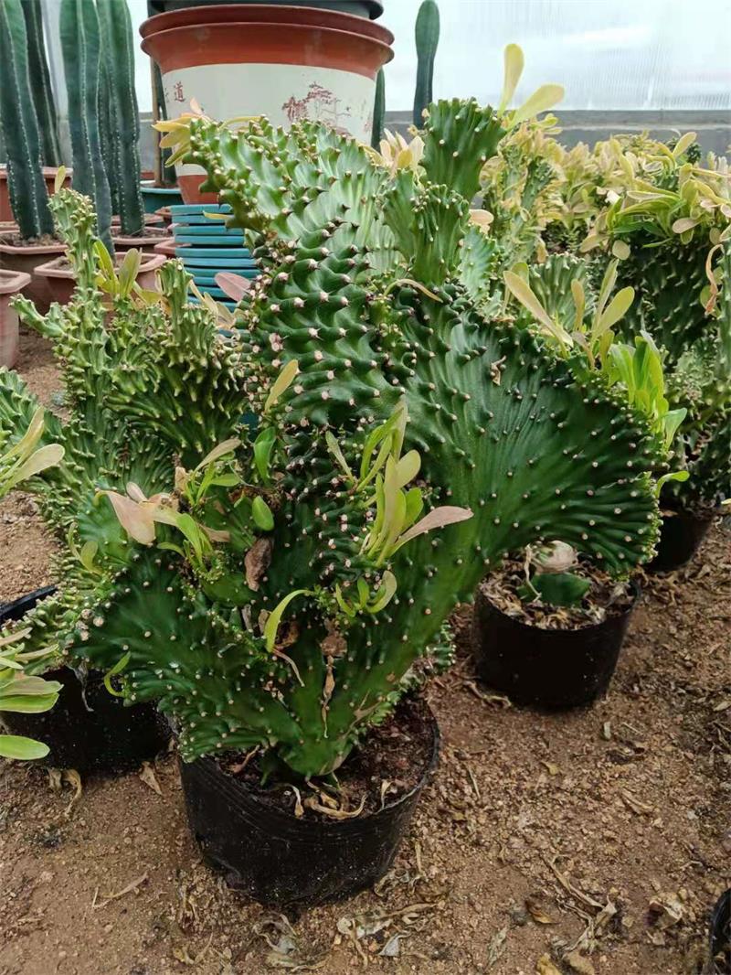 多肉植物玉麒麟盆栽花卉仙人掌镇宅辟室内办公甲醛