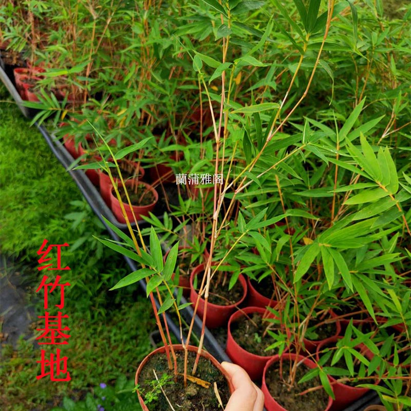 寒竹红竹观音桌面盆栽绿植花叶竹书房盆景庭院绿植