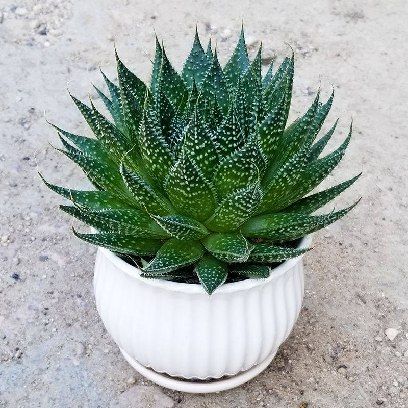 盆栽繁星芦荟多肉植物新手好养室内绿植花卉绿植