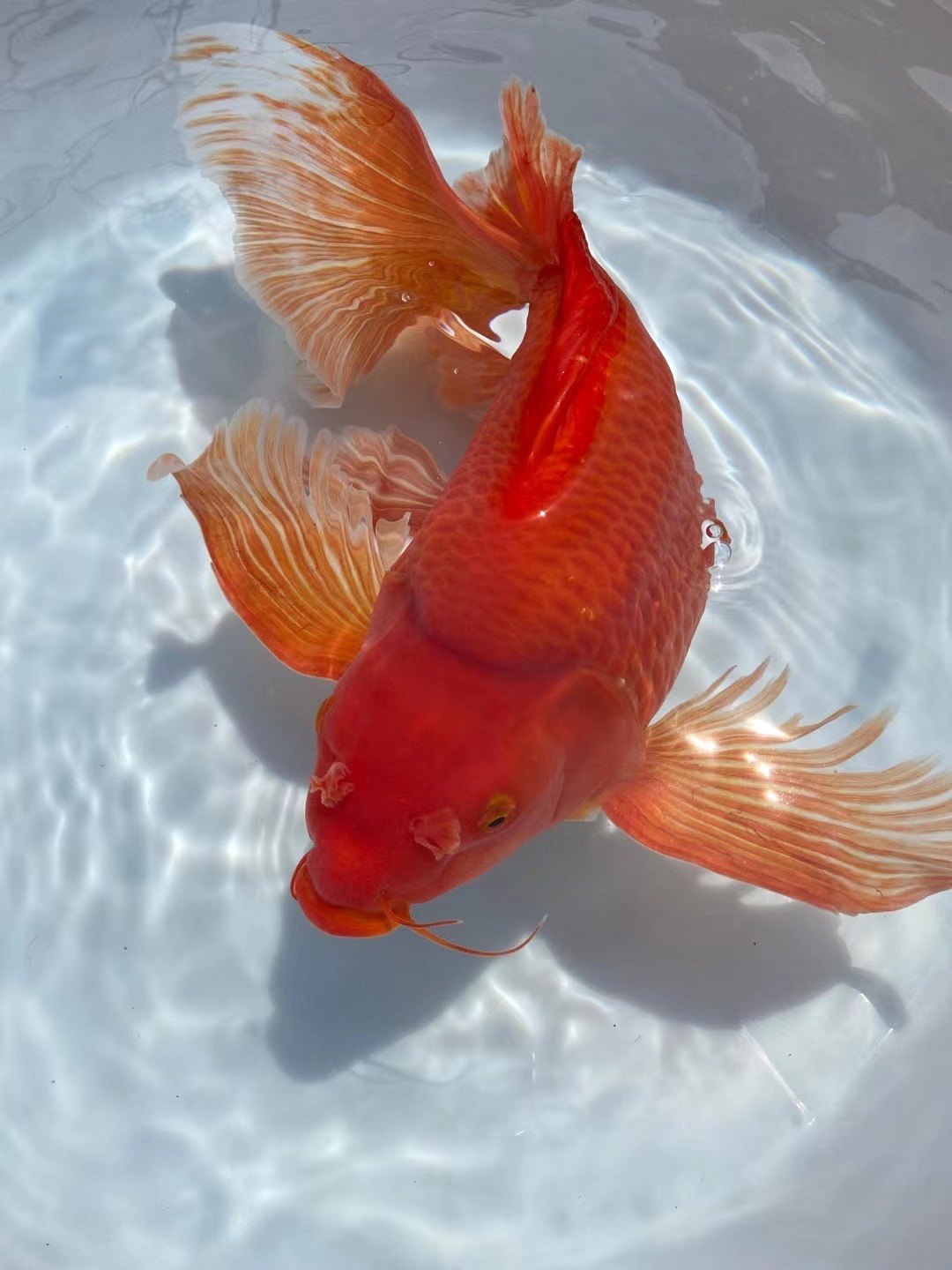 锦鲤火红蝴蝶黑蝴蝶龙凤淡水冷水球体大鳍长尾鱼
