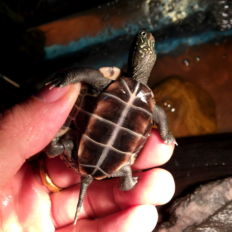 草龟中华纯种安徽大头湖北水族观赏龟外塘草龟