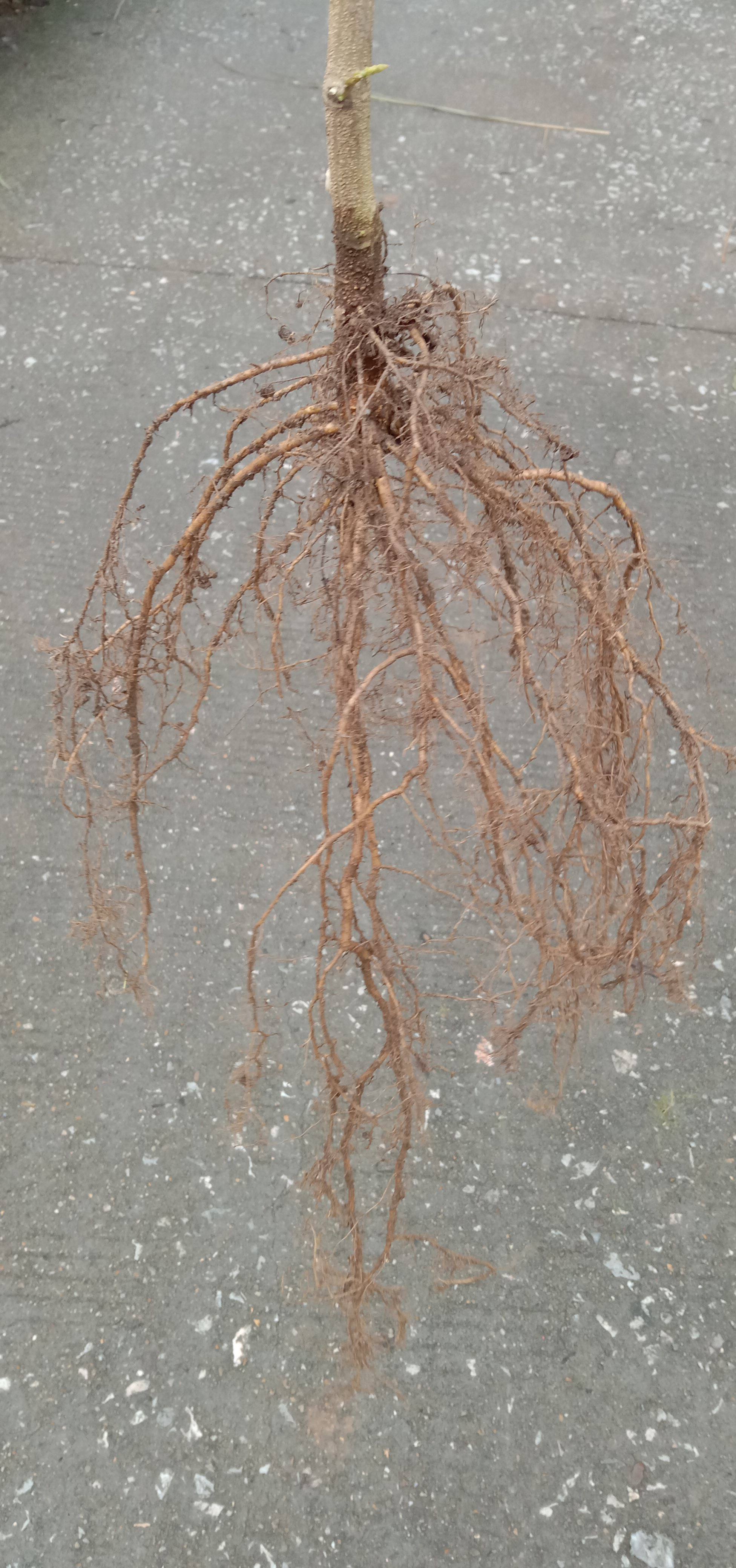 新鲜江西刀豆根刀角巴豆50克包邮新鲜豆类