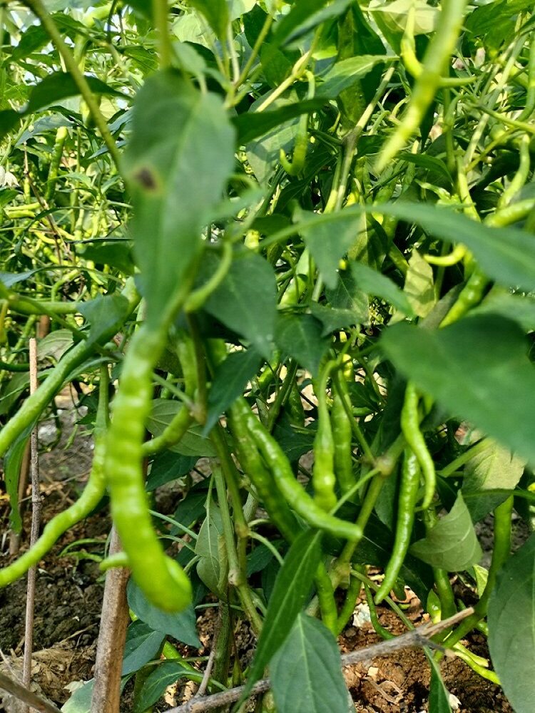 本地辣椒江西宜春万载青椒保鲜1斤包邮辣椒