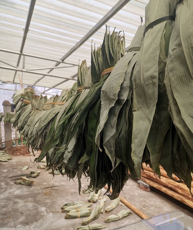 粽叶新鲜100张叶子粽子包粽子竹叶现摘免邮粽粑叶其它干货