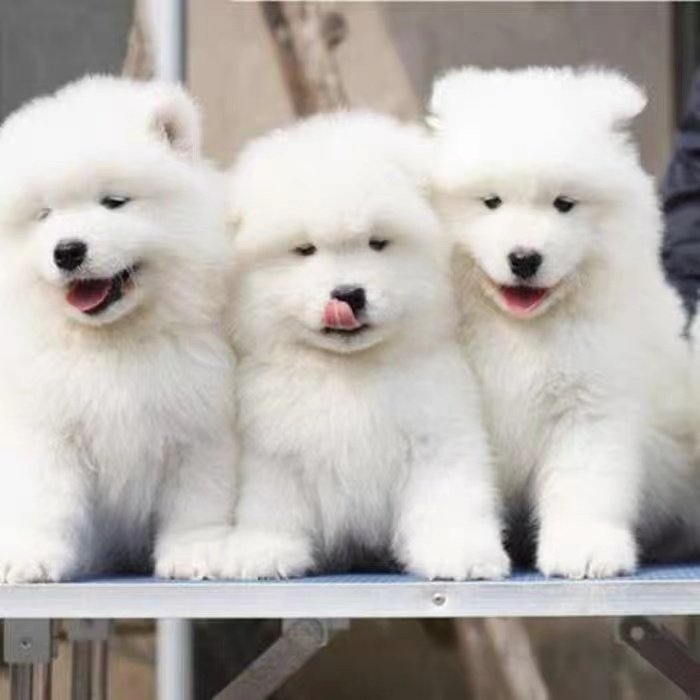 萨摩耶幼纯种狗狗幼体家养宠物活物中大型活体狗狗