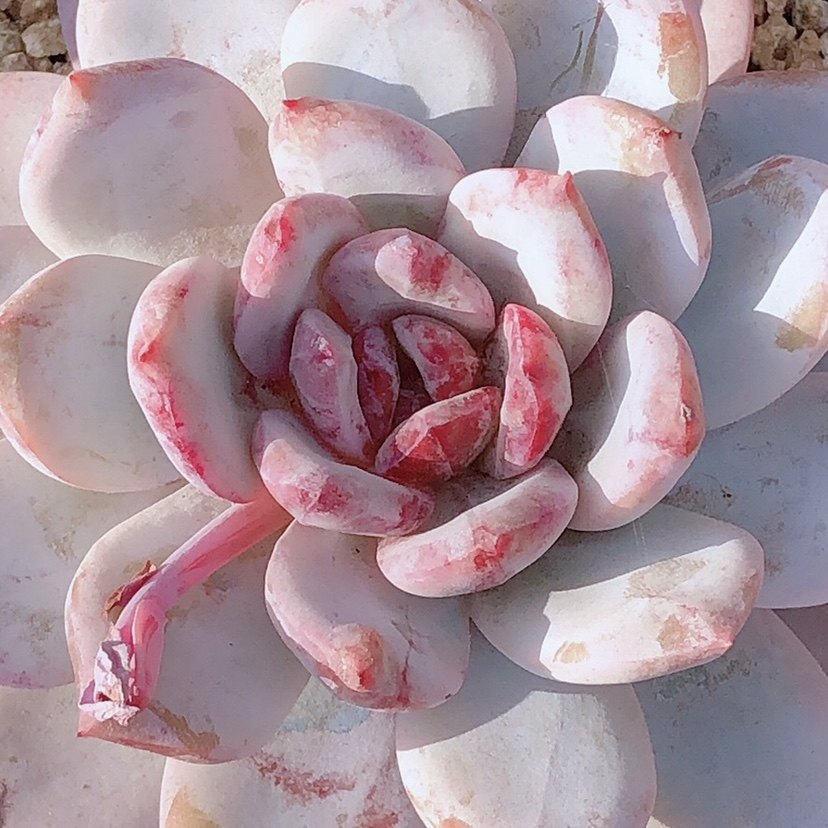 嫦娥多肉多代优选控养出糖心心的基因稳定糖低色多肉植物