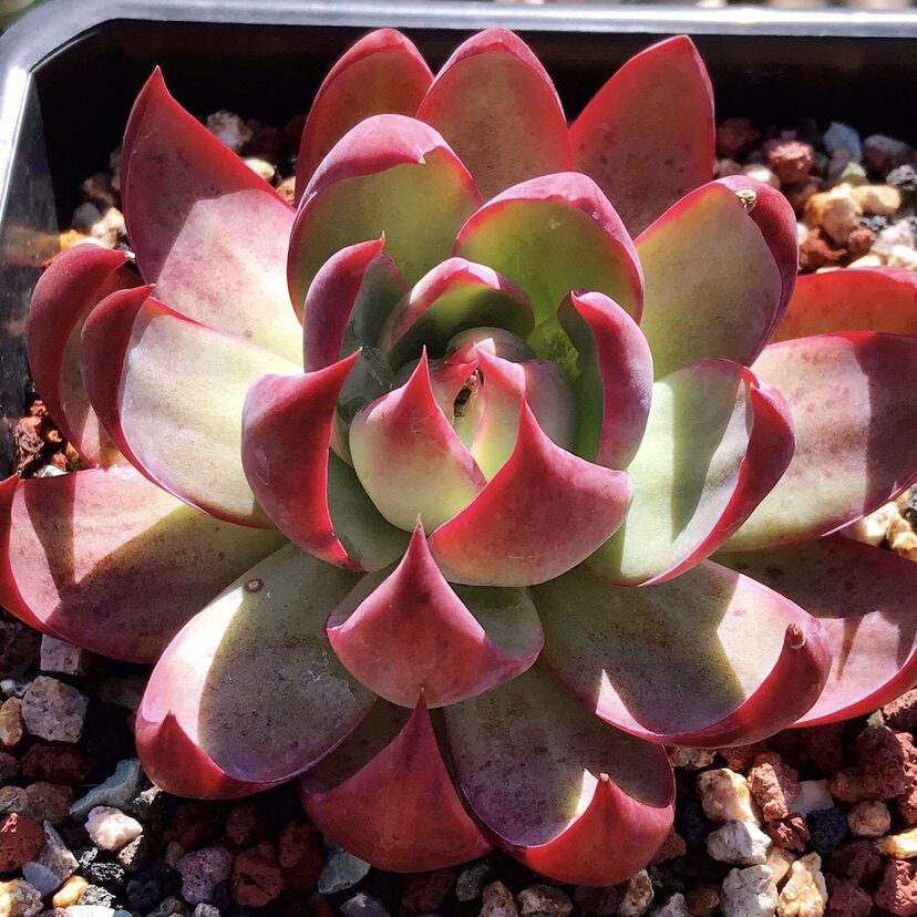 惊鸿仙子子多仙气飘飘渐变阳台植物绿植皮实多肉植物